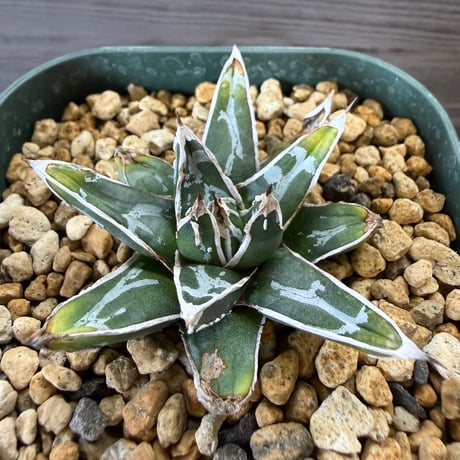 HORIKAWA NURSERY