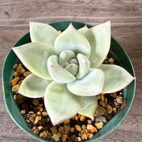 112、Echeveria ‘CS-NO-01‘ ‘Super White‘