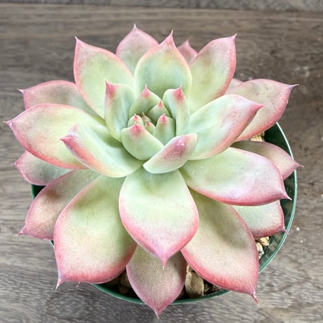195、Echeveria lindsayana