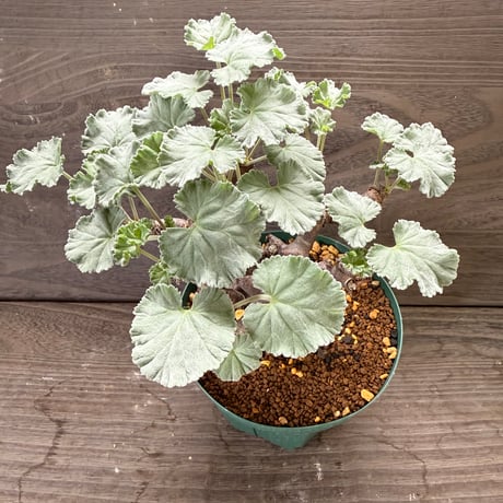 61、Pelargonium mirabile