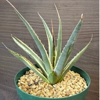 32、Agave utahensis ssp.Kaibabensis f.variegata