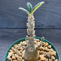 82、Dorstenia gigas（実）