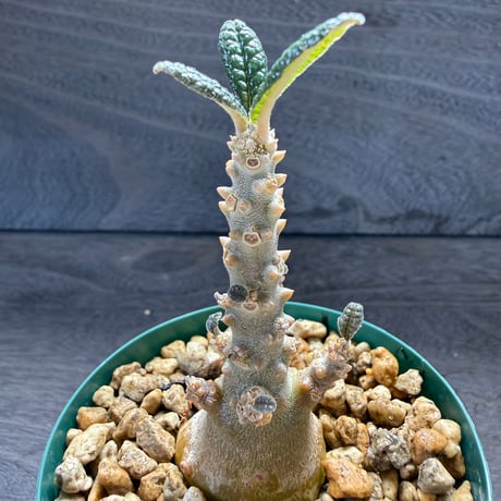 82、Dorstenia gigas（実）