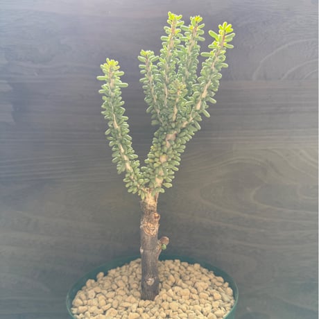110、Ceraria namaquensis（接）
