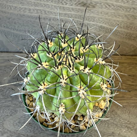 180、Neochilenia clavata（v）procera