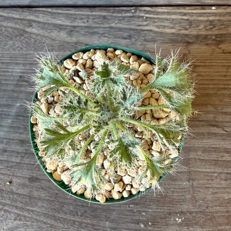 123、Pelargonium caroli-henrici