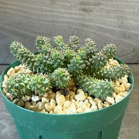100、Euphorbia atroviridis