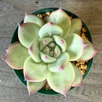 121、Echeveria lindsayana