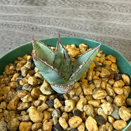 149、Agave ’笹の雪×屈原の舞扇‘