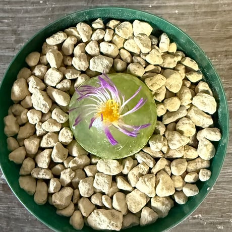 146、Conophytum burgeri