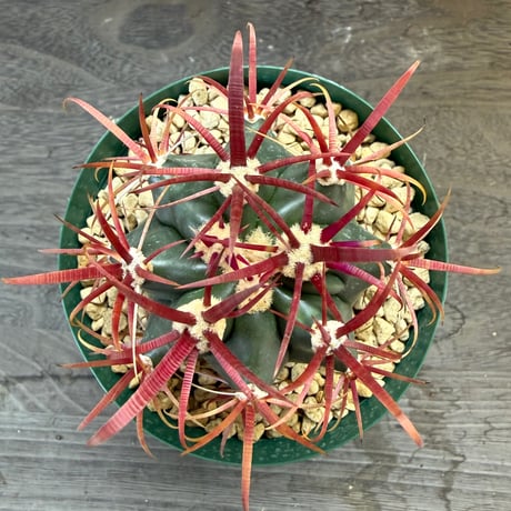 6、Ferocactus  神仙玉