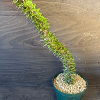 106、Didierea trollii