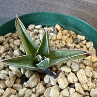 34、Agave 笹の雪’薄雲’