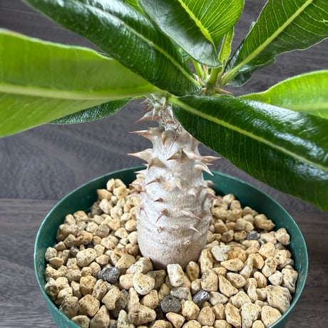 192、Pachypodium bicolor