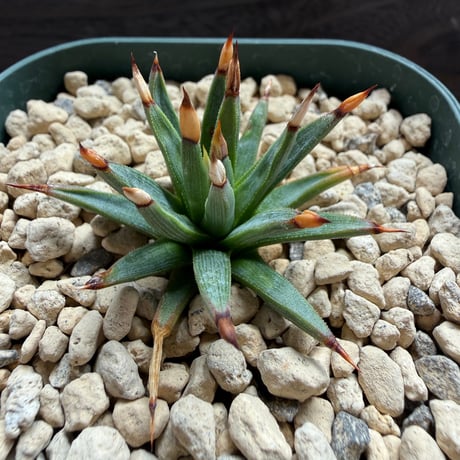 132、Agave albopilosa