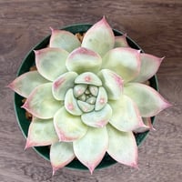 162、Echeveria lindsayana