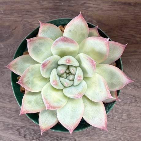 162、Echeveria lindsayana