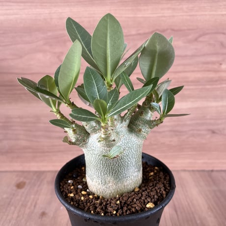 250、Adenium アラビカム・ドワーフ