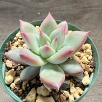76、Echeveria ‘CS-NO-14‘ ‘Atemajac×Alps‘