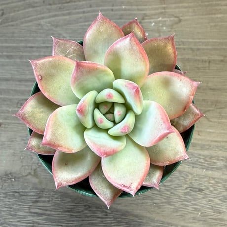 62、Echeveria ‘CS-NO-13‘ ‘lindsayana×Super White‘