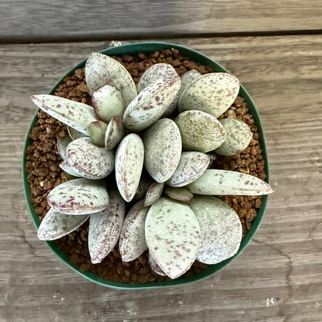80、Adromischus liebenbergii