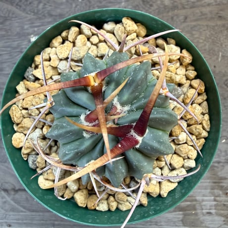 8、Echinofossulocactus 強刺竜剣丸
