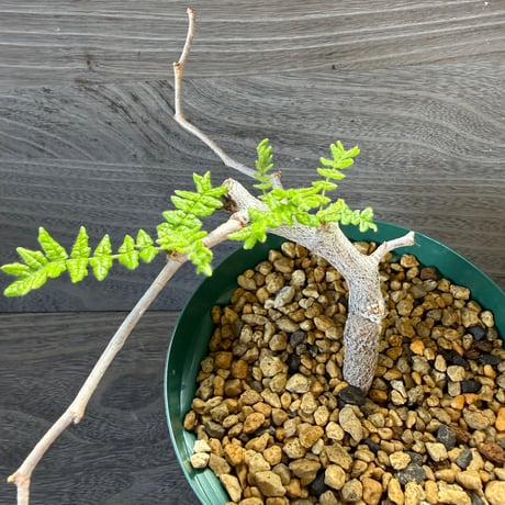 151、Commiphora monstruosa