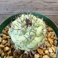 135、Ortegocactus macdougallii