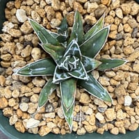 31、Agave 姫笹の雪