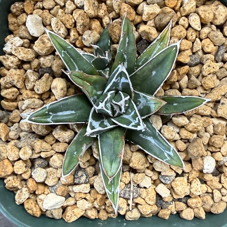 31、Agave 姫笹の雪
