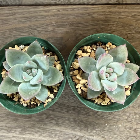 164、Echeveria ’CS-NO-10’ ’CPS02’