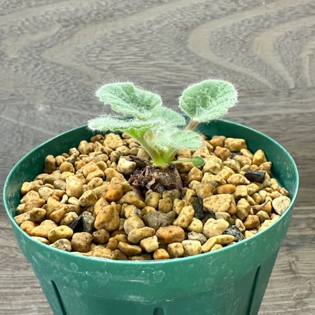 59、Pelargonium cvrviandrum