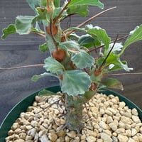 77、Monsonia crassicaule