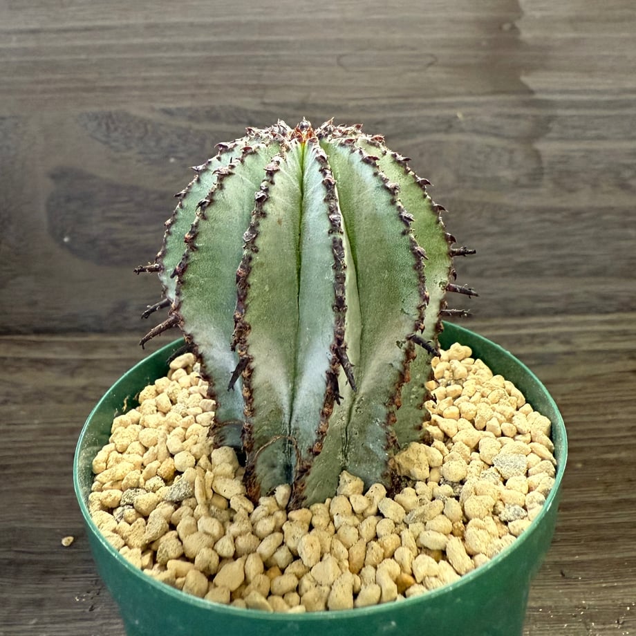 68b452333c173d4ae318115f