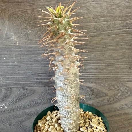 ITEM | HORIKAWA NURSERY