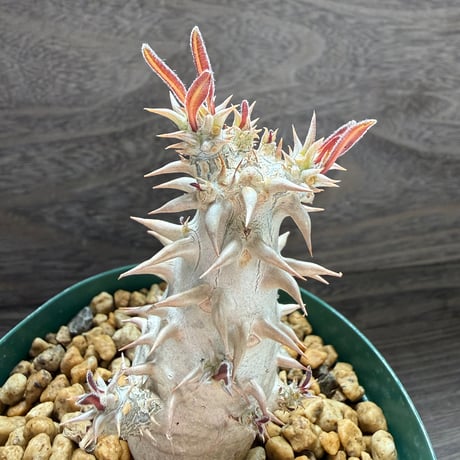 180、Pachypodium bicolor