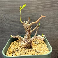 171、Senna meridionalis