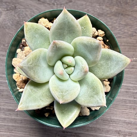 71、Echeveria ‘tolimanensis Rio Toliman×Super White‘