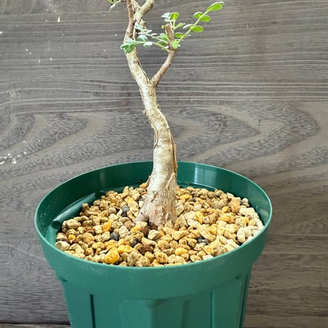 63、Pachycormus discolor