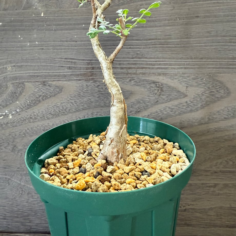 68e8585b3631db18748f6b3b