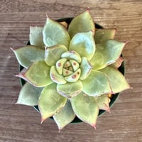 90、Echeveria colorata ’Gonta’ seeding