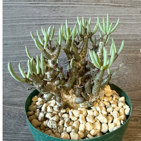 129、Tylecodon buchholzianus