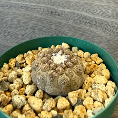 178、Copiapoa hypodaea ’Lizard Skin’
