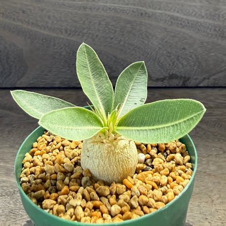 HORIKAWA NURSERY