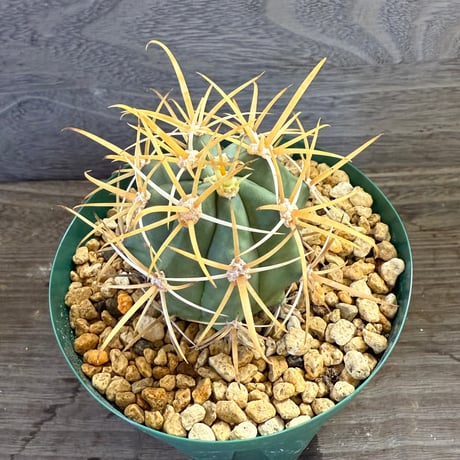 51、Ferocactus 黄刺神仙玉