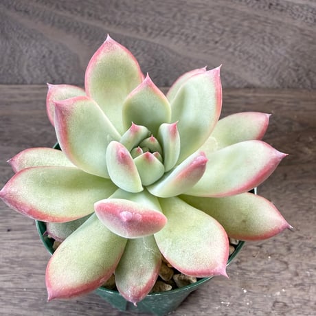 196、Echeveria lindsayana