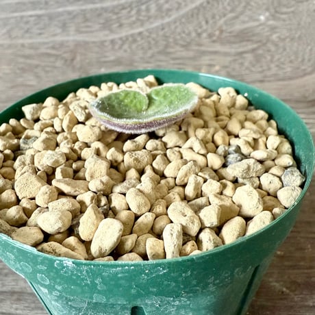 131、Tyrecodon singularis