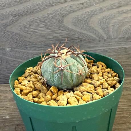 43、Echinocactus 黒刺太平丸