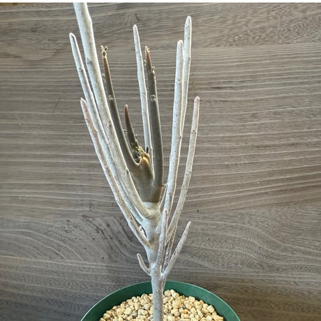 29、Euphorbia arbuscula