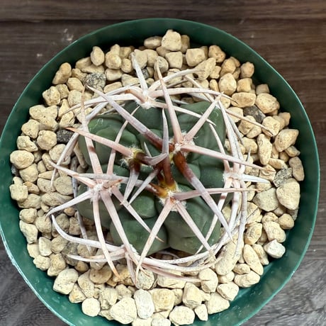 96、Gymnocalycium 太刺フェロシオール